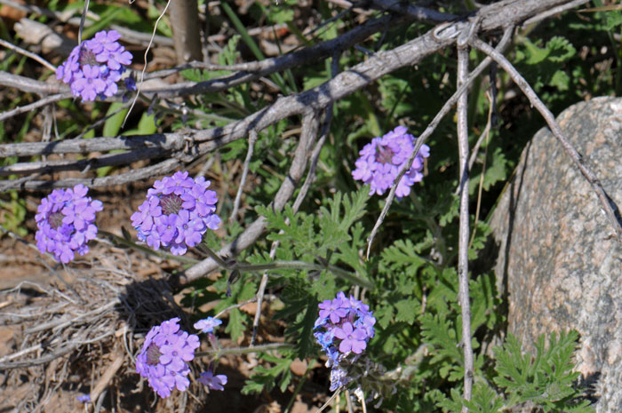Dakota Mock Vervain is an annual or perennial native “Verbena” that grows up to 12 inches; grows at elevations between 5,000 and 10,000 feet. Glandularia bipinnatifida Dakota Mock Vervain is an annual or perennial native “Verbena” that grows up to 12 inches; grows at elevations between 5,000 and 10,000 feet. Glandularia bipinnatifida